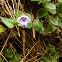 Torenia courtallensis Gamble